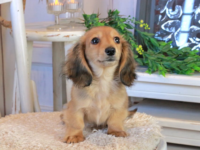 カニンヘンダックスフンド バンビ&ロックスの子犬 レッド 女の子Kaninchen_Dachshund1119 カニンヘンダックスフンド バンビ&ロックスの子犬 レッド 女の子