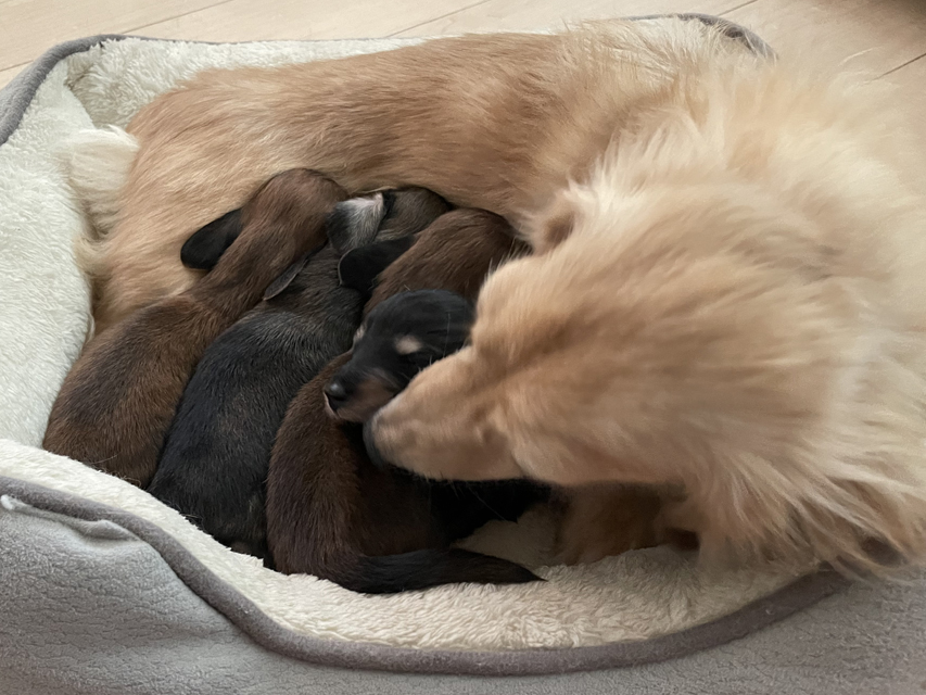 カニンヘン ダックスフンド バルーン & スパーキ 7月8日子犬の出産