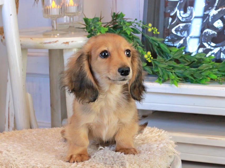 カニンヘンダックスフンド バンビ&ロックスの子犬 レッド 女の子Kaninchen_Dachshund1120 カニンヘンダックスフンド バンビ&ロックスの子犬 レッド 女の子