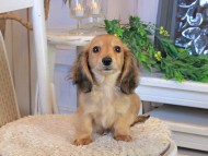 Kaninchen_Dachshund1125 Kaninchen_Dachshund1125