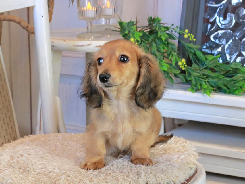 カニンヘンダックスフンド バンビ&ロックスの子犬 レッド 女の子Kaninchen_Dachshund1126 カニンヘンダックスフンド バンビ&ロックスの子犬 レッド 女の子