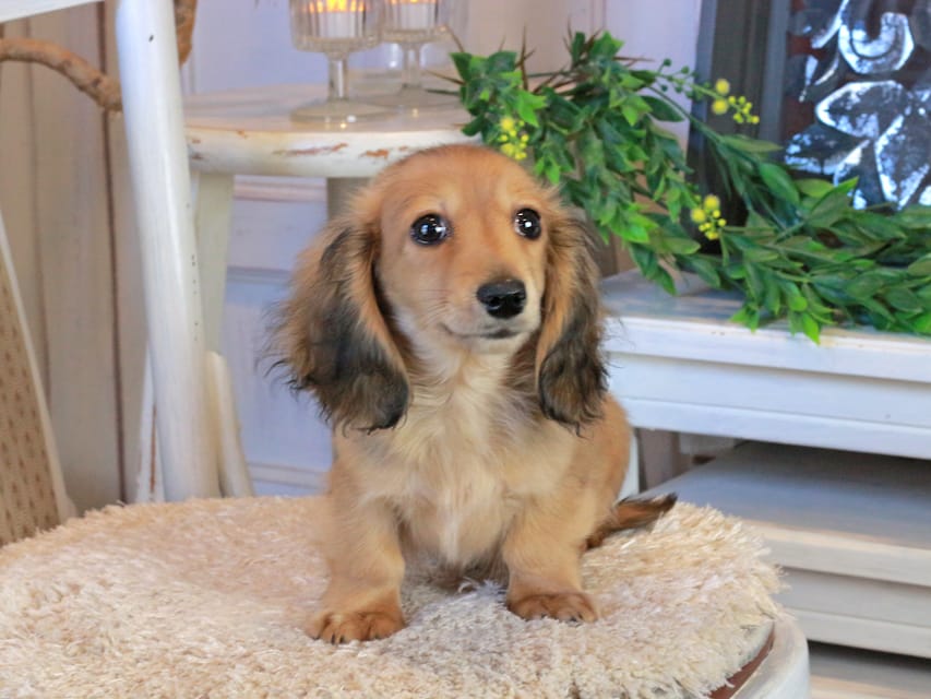 カニンヘンダックスフンド バンビ&ロックスの子犬 レッド 女の子Kaninchen_Dachshund1132 カニンヘンダックスフンド バンビ&ロックスの子犬 レッド 女の子