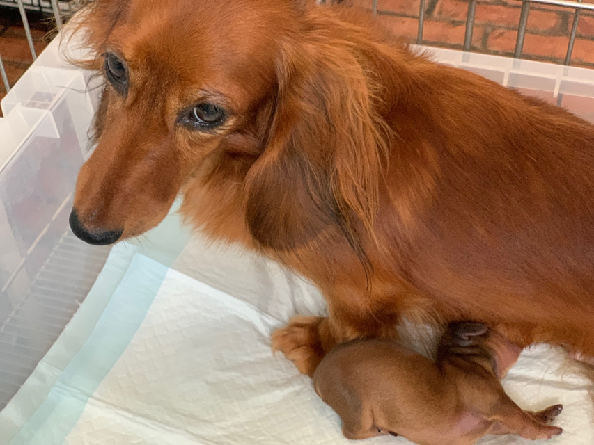 ダックスフンド ドリームス 8月24日子犬の出産 ダックスフンド ドリームス 8月24日子犬の出産