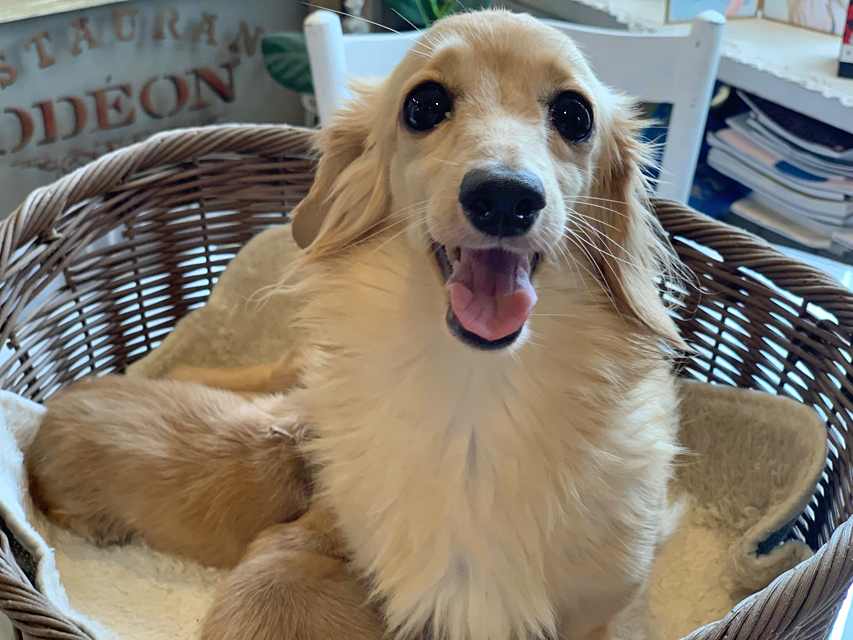 カニンヘン ダックスフンド ナビ&ジルベール 8月18日子犬の出産 カニンヘン ダックスフンド ナビ&ジルベール 8月18日子犬の出産