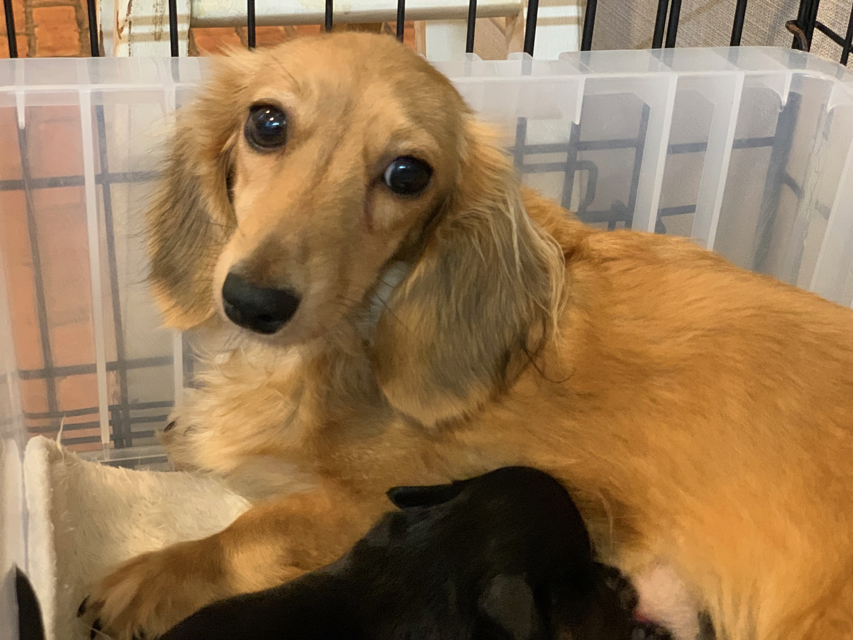 カニンヘン ダックスフンド ディンティ & リバティー 9月6日子犬の出産 カニンヘン ダックスフンド ディンティ & リバティー 9月6日子犬の出産