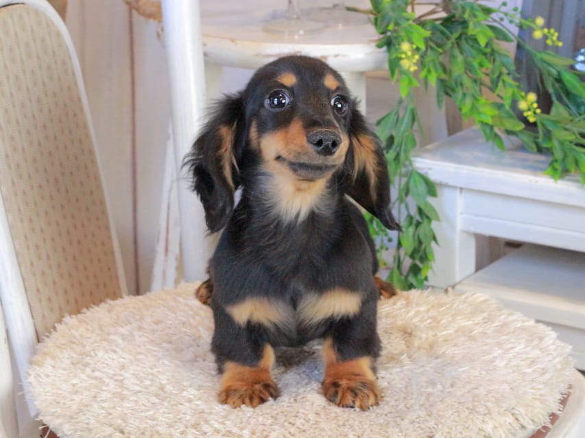 カニンヘンダックスフンド まる&ブルースの子犬 ブラックタン 男の子