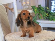 Kaninchen_Dachshund1179