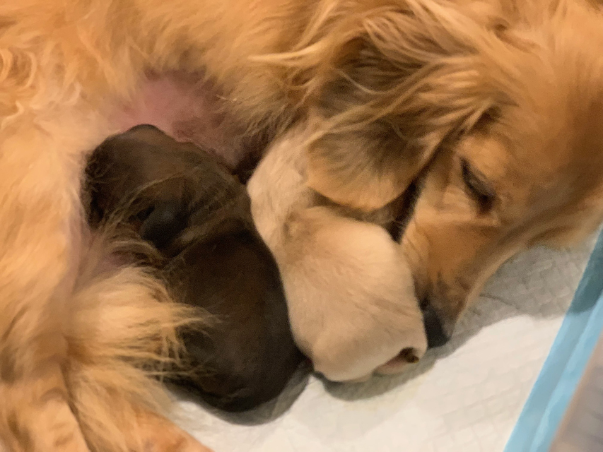 カニンヘン ダックスフンド ゆきとら & 竹千代 11月5日子犬の出産