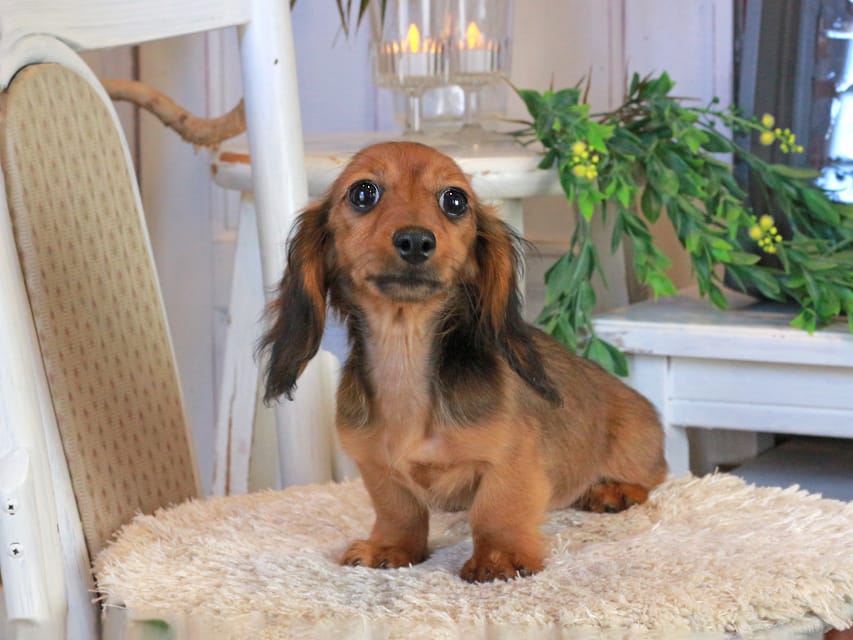 カニンヘンダックスフンド ミスト&竹千代の子犬 シェーデットレッド 女の子(2)Kaninchen_Dachshund1181 カニンヘンダックスフンド ミスト&竹千代の子犬 シェーデットレッド 女の子(2)