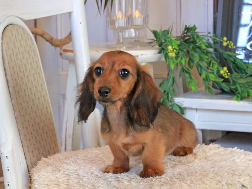 カニンヘンダックスフンド ミスト&竹千代の子犬 シェーデットレッド 女の子(2)Kaninchen_Dachshund1183 カニンヘンダックスフンド ミスト&竹千代の子犬 シェーデットレッド 女の子(2)