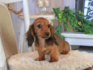 Kaninchen_Dachshund1185