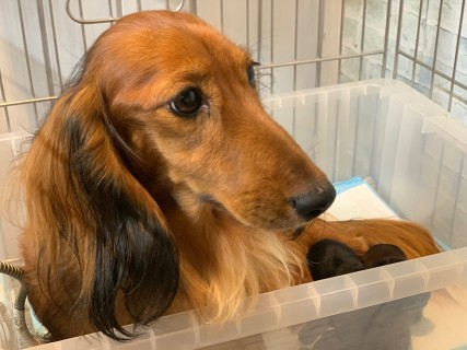 ZAZA & パンチ 10月31日子犬の出産 ミニチュア ダックスフンド