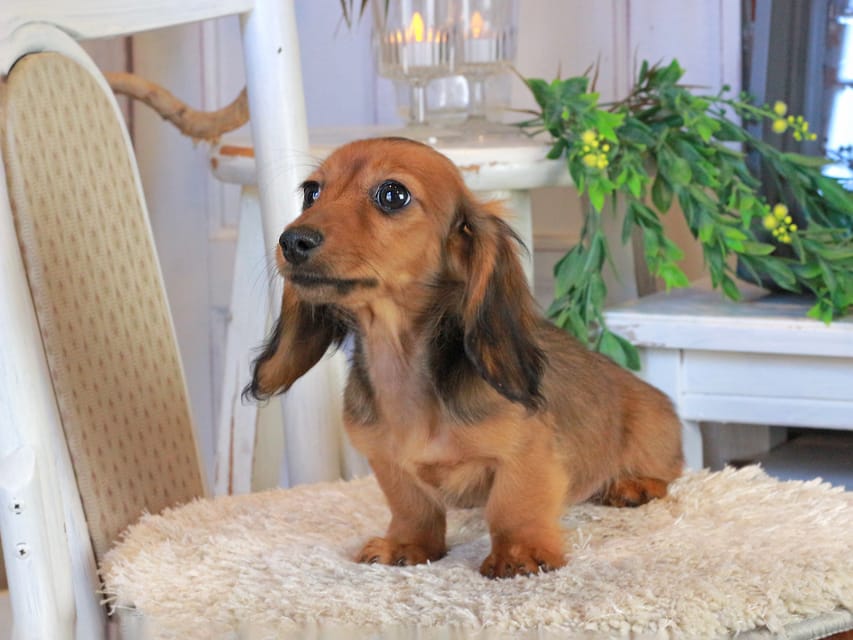 カニンヘンダックスフンド ミスト&竹千代の子犬 シェーデットレッド 女の子(2)Kaninchen_Dachshund1191 カニンヘンダックスフンド ミスト&竹千代の子犬 シェーデットレッド 女の子(2)