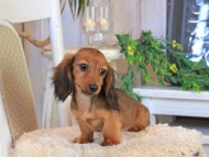 Kaninchen_Dachshund1192 Kaninchen_Dachshund1192