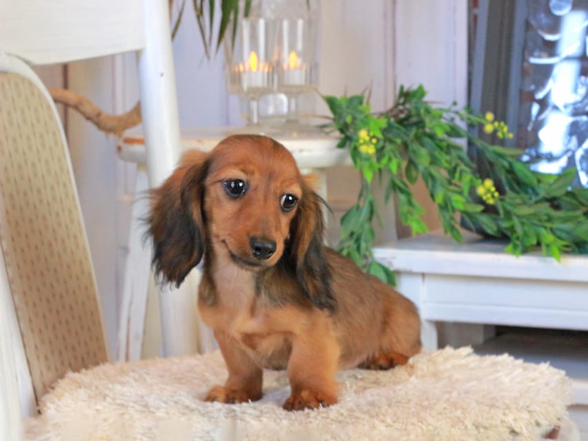 カニンヘンダックスフンド ミスト&竹千代の子犬 シェーデットレッド 女の子(2)Kaninchen_Dachshund1192 カニンヘンダックスフンド ミスト&竹千代の子犬 シェーデットレッド 女の子(2)