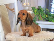 Kaninchen_Dachshund1194