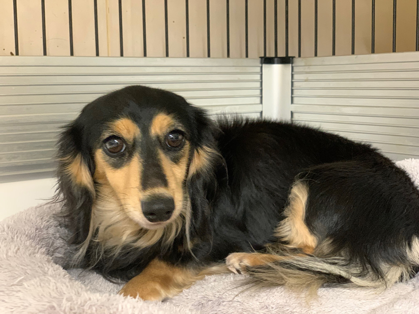 カニンヘン ダックスフンド ロージア & ミカゲ 11月13日子犬の出産