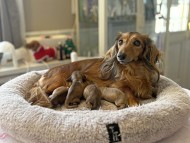 チャンミ & ボノ 12月18日子犬の出産 カニンヘン ダックスフンド