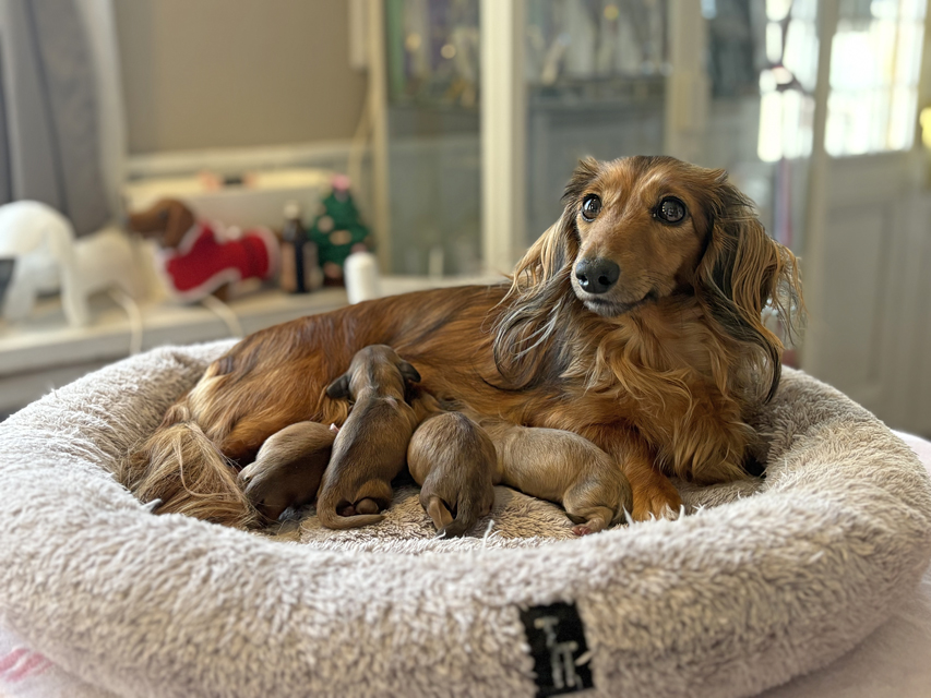 カニンヘン ダックスフンド チャンミ & ボノ 12月18日子犬の出産
