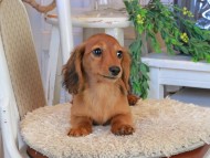 Kaninchen_Dachshund1214