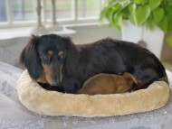 Kaninchen_Dachshund12156936