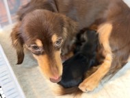 ガナッシュ & ブルース 2月8日 子犬の出産 カニンヘン ダックスフンド