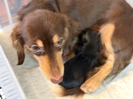 カニンヘン ダックスフンド ガナッシュ & ブルース 2月8日子犬の出産