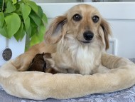 Kaninchen_Dachshund12238894