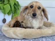 Kaninchen_Dachshund12238896