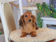 Kaninchen_Dachshund1226
