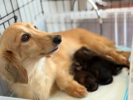 すずらん & ジェット 2月14日子犬の出産 カニンヘン ダックスフンド