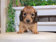 Kaninchen_Dachshund1249 Kaninchen_Dachshund1249