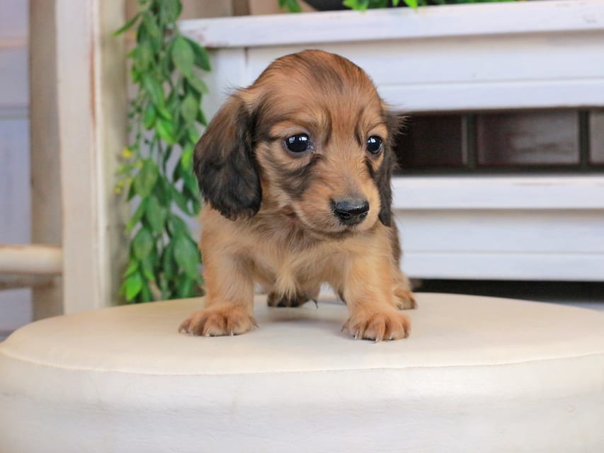 カニンヘンダックスフンド うさぎ&どんべぇの子犬 イエロー（クリーム） 男の子