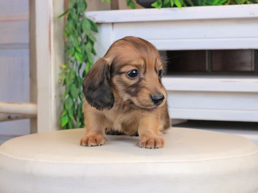 カニンヘンダックスフンド うさぎ&どんべぇの子犬 イエロー（クリーム） 男の子