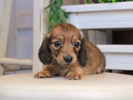 Kaninchen_Dachshund1267