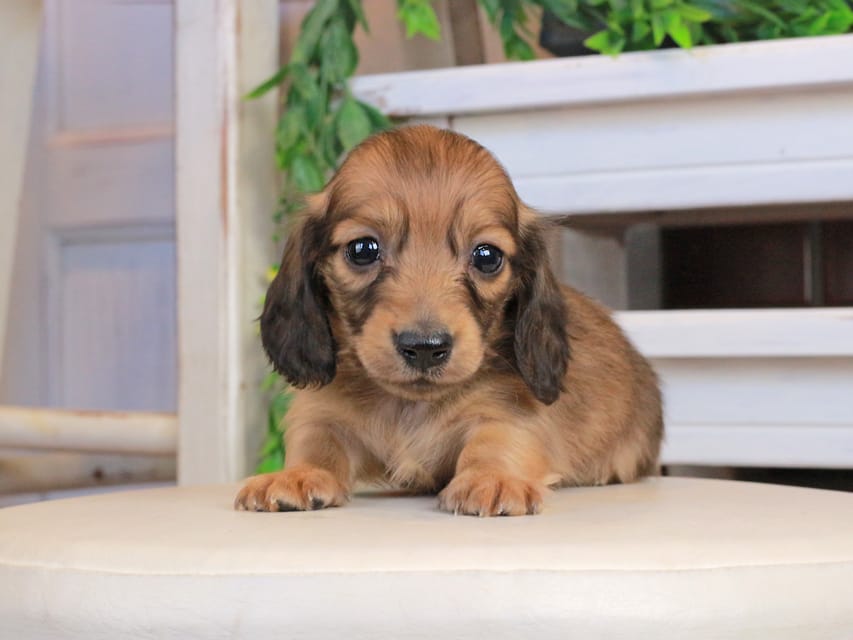 カニンヘンダックスフンド うさぎ&どんべぇの子犬 イエロー（クリーム） 男の子