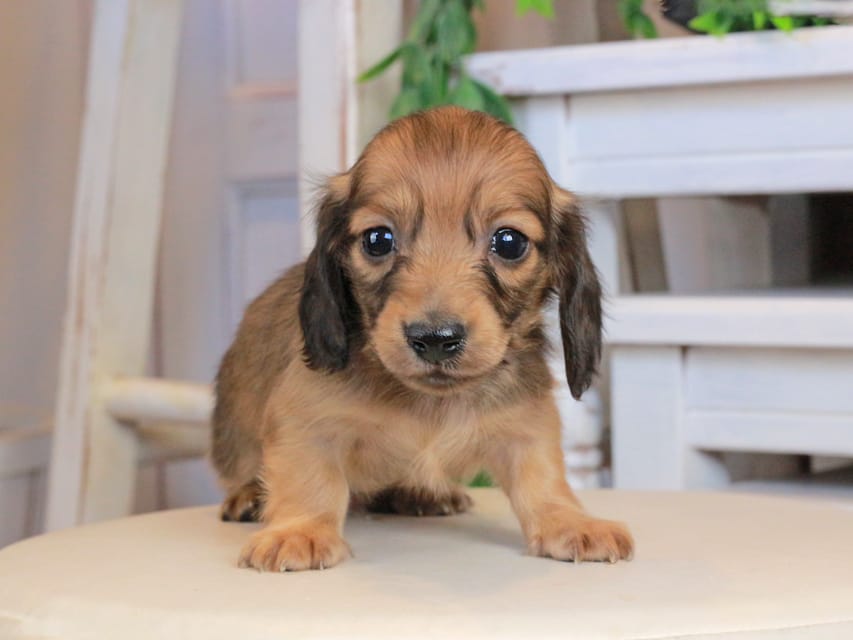 カニンヘンダックスフンド うさぎ&どんべぇの子犬 イエロー（クリーム） 男の子