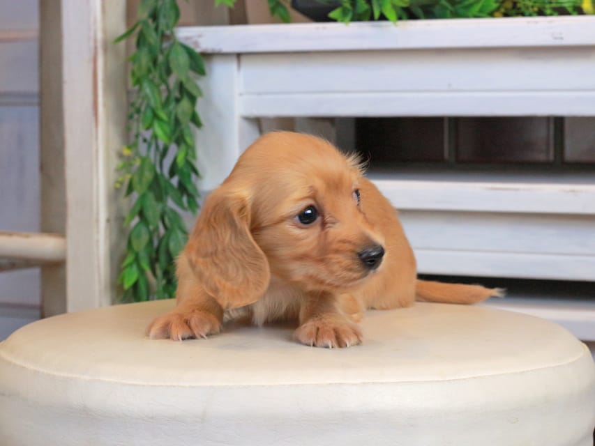 カニンヘンダックスフンド うさぎ&どんべぇの子犬 クリアレッド 女の子Kaninchen_Dachshund1290 カニンヘンダックスフンド うさぎ&どんべぇの子犬 クリアレッド 女の子