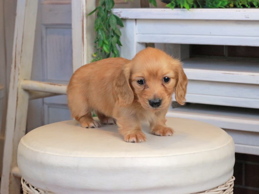 カニンヘンダックスフンド うさぎ&どんべぇの子犬 クリアレッド 女の子Kaninchen_Dachshund1300 カニンヘンダックスフンド うさぎ&どんべぇの子犬 クリアレッド 女の子