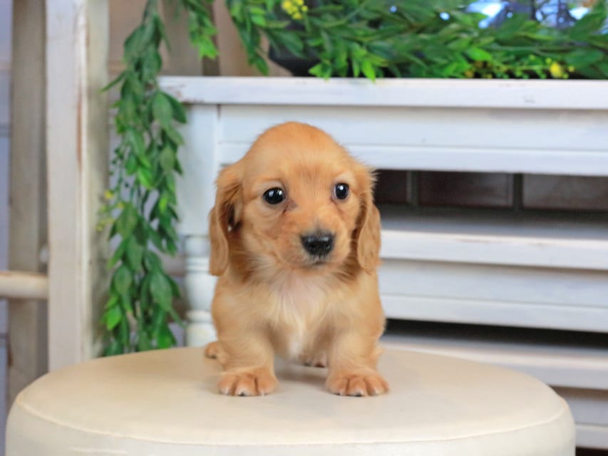 カニンヘンダックスフンド うさぎ&どんべぇの子犬 クリアレッド 女の子Kaninchen_Dachshund1322 カニンヘンダックスフンド うさぎ&どんべぇの子犬 クリアレッド 女の子