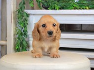 Kaninchen_Dachshund1329 Kaninchen_Dachshund1329