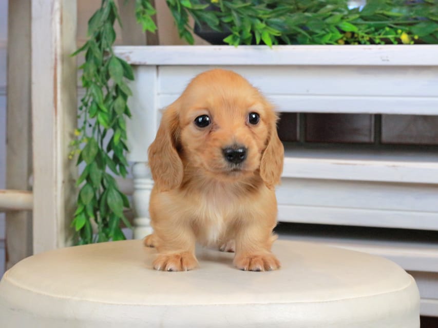 カニンヘンダックスフンド うさぎ&どんべぇの子犬 クリアレッド 女の子Kaninchen_Dachshund1329 カニンヘンダックスフンド うさぎ&どんべぇの子犬 クリアレッド 女の子