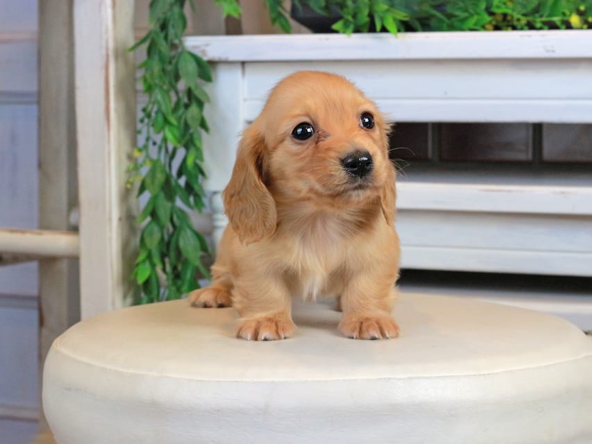 カニンヘンダックスフンド うさぎ&どんべぇの子犬 クリアレッド 女の子Kaninchen_Dachshund1339 カニンヘンダックスフンド うさぎ&どんべぇの子犬 クリアレッド 女の子