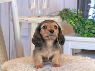 Kaninchen_Dachshund1348