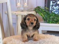 Kaninchen_Dachshund1354