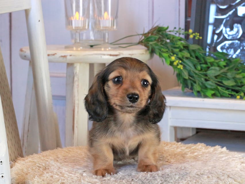 カニンヘンダックスフンド クラン&ロックスの子犬 レッド 男の子