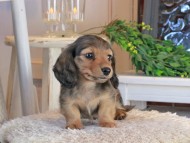 Kaninchen_Dachshund1362