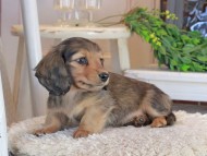 Kaninchen_Dachshund1364