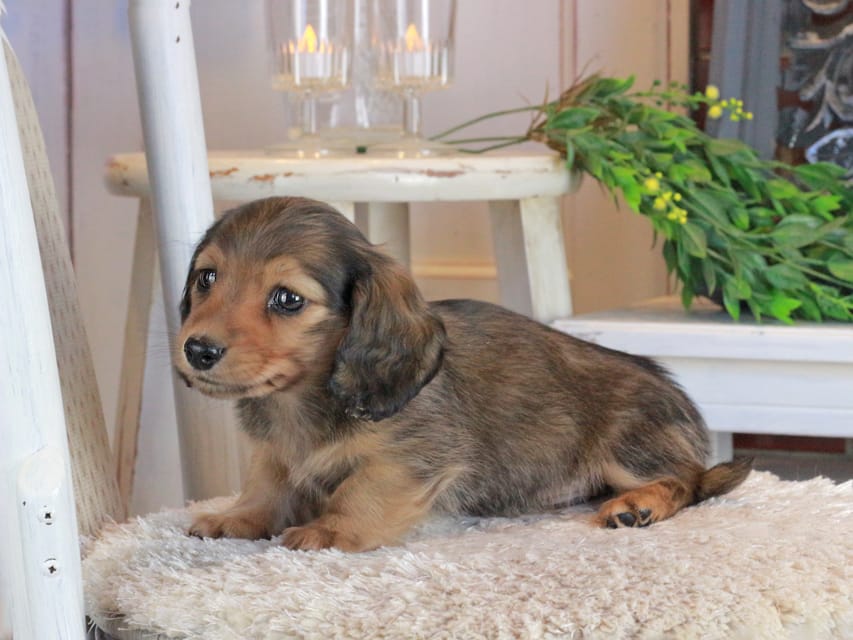 カニンヘンダックスフンド クラン&ロックスの子犬 レッド 男の子