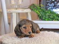 Kaninchen_Dachshund1379 Kaninchen_Dachshund1379